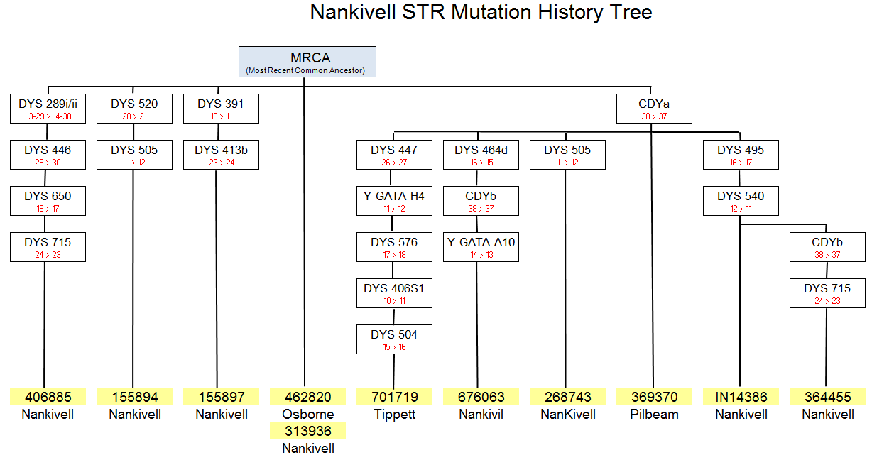 Mutation Tree