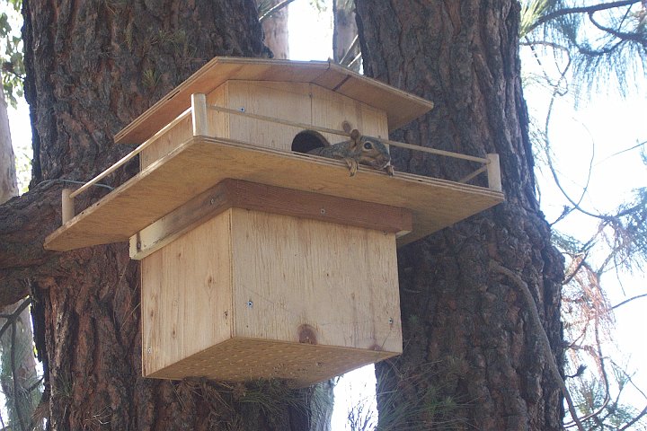 DCP_0518.JPG - Squirrels taking up residency in their new "house" - Joan insisted on the railing!