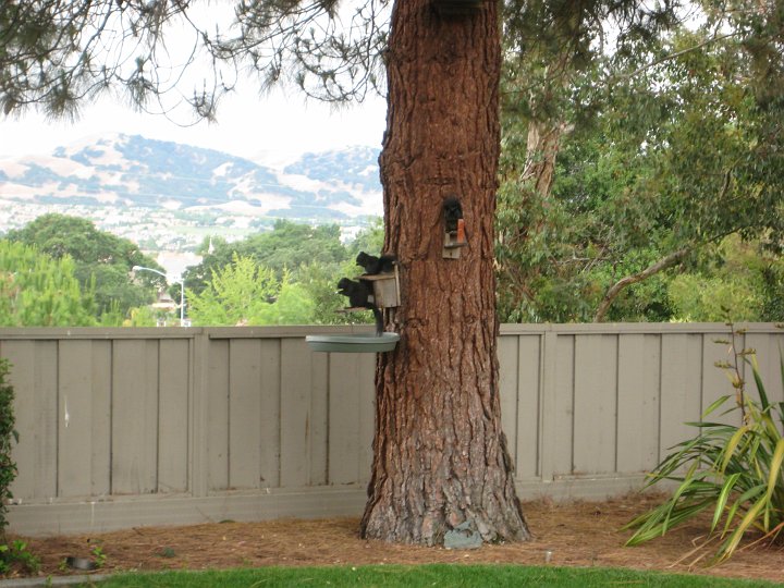 IMG_0572.jpg - Two black squirrels at the feeder