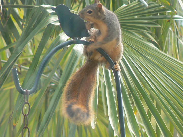 P1010372.JPG - A squirrel on top of the bird feeder pole