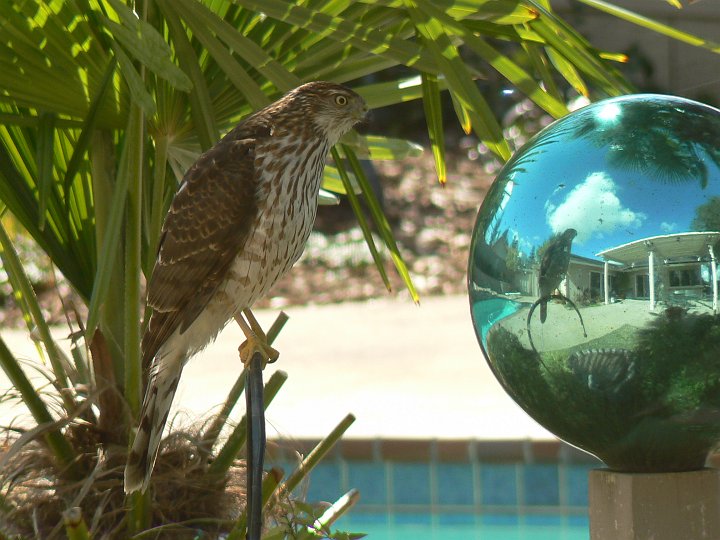 P1010939.JPG - 2009 - Another hawk sees his reflection in the gazing ball